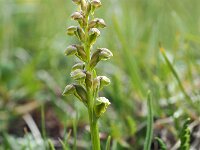 Chamorchis alpina 4, Saxifraga-Hans Dekker