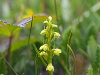 Chamorchis alpina 8, Saxifraga-Hans Dekker