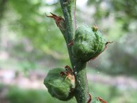 Chasmanthe bicolor