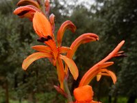 Chasmanthe floribunda 6, Saxifraga-Ed Stikvoort