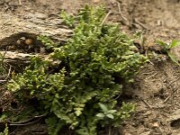 Cheilanthes fragrans