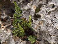 Cheilanthes fragrans 5, Saxifraga-Willem van Kruijsbergen