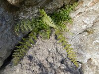 Cheilanthes maderensis