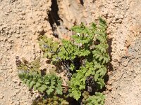Cheilanthes pteroides