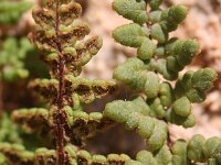 Cheilanthes pteroides 2, Saxifraga-Rutger Barendse
