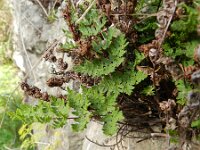 Cheilanthes pulchella