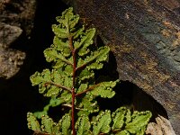 Cheilanthes tinaei 3, Saxifraga-Ed Stikvoort
