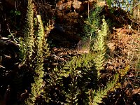 Cheilanthes vellea