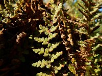 Cheilanthes vellea 3, Saxifraga-Ed Stikvoort