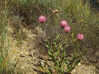 Cheirolophus sempervirens