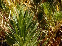 Cheirolophus teydis 3, Saxifraga-Ed Stikvoort