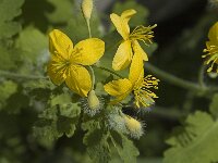 Chelidonium majus, Greater Celandine