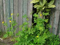 Chelidonium majus 10, Stinkende gouwe, Saxifraga-Rutger Barendse