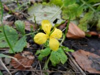 Chelidonium majus 13, Stinkende gouwe, Saxifraga-Rutger Barendse
