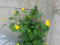 Chelidonium majus 14, Stinkende gouwe, Saxifraga-Rutger Barendse