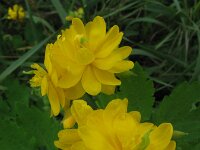 Chelidonium majus 16, Stinkende gouwe, Saxifraga-Rutger Barendse