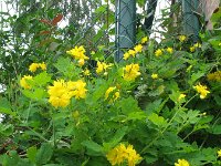 Chelidonium majus 17, Stinkende gouwe, Saxifraga-Rutger Barendse