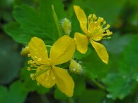 Chelidonium majus 24, Stinkende gouwe, Saxifraga-Ed Stikvoort