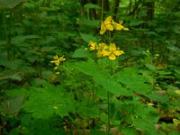 Chelidonium majus 26, Stinkende gouwe, Saxifraga-Ed Stikvoort