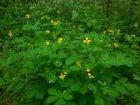 Chelidonium majus 27, Stinkende gouwe, Saxifraga-Ed Stikvoort