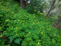 Chelidonium majus 28, Stinkende gouwe, Saxifraga-Ed Stikvoort