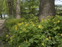 Chelidonium majus 34, Stinkende gouwe, Saxifraga-Willem van Kruijsbergen