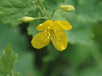 Chelidonium majus 5, Stinkende gouwe, Saxifraga-Jan van der Straaten