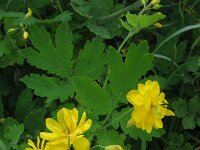 Chelidonium majus 8, Stinkende gouwe, Saxifraga-Rutger Barendse