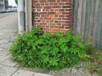 Chelidonium majus 9, Stinkende gouwe, Saxifraga-Rutger Barendse