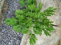 Chelidonium majus var lacianatum 21, Saxifraga-Rutger Barendse