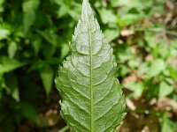 Chelone obliqua