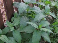 Chelone obliqua 2, Saxifraga-Rutger Barendse