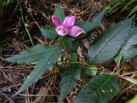 Chelone obliqua 4, Saxifraga-Rutger Barendse