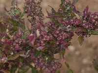 Chenopodiastrum murale 10, Muurganzevoet, Saxifraga-Willem van Kruijsbergen