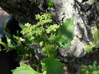 Chenopodiastrum murale 11, Muurganzenvoet, Saxifraga-Rutger Barendse