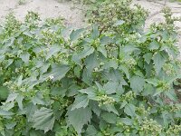 Chenopodiastrum murale 13, Muurganzenvoet, Saxifraga-Rutger Barendse
