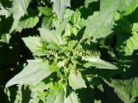 Chenopodiastrum murale 15, Muurganzenvoet, Saxifraga-Rutger Barendse