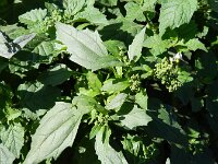 Chenopodiastrum murale 17, Muurganzenvoet, Saxifraga-Rutger Barendse