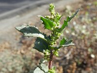 Chenopodiastrum murale 18, Muurganzenvoet, Saxifraga-Rutger Barendse