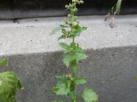 Chenopodiastrum murale 21, Muurganzenvoet, Saxifraga-Ed Stikvoort