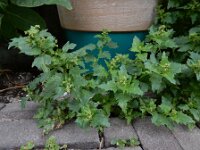 Chenopodiastrum murale 22, Muurganzenvoet, Saxifraga-Ed Stikvoort