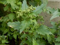 Chenopodiastrum murale 25, Muurganzenvoet, Saxifraga-Ed Stikvoort