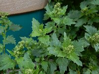 Chenopodiastrum murale 26, Muurganzenvoet, Saxifraga-Ed Stikvoort