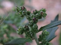 Chenopodiastrum murale 3, Muurganzenvoet, Saxifraga-Rutger Barendse