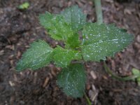 Chenopodiastrum murale 5, Muurganzenvoet, Saxifraga-Rutger Barendse
