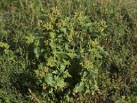 Chenopodiastrum murale 6, Muurganzenvoet, Saxifraga-Peter Meininger