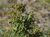 Chenopodiastrum murale 7, Muurganzenvoet, Saxifraga-Peter Meininger