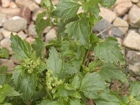 Chenopodiastrum murale 8, Muurganzenvoet, Saxifraga-Peter Meininger