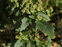 Chenopodiastrum murale 9, Muurganzenvoet, Saxifraga-Peter Meininger