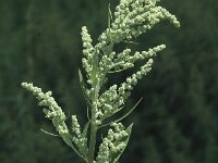 Chenopodium album, Fat-hen